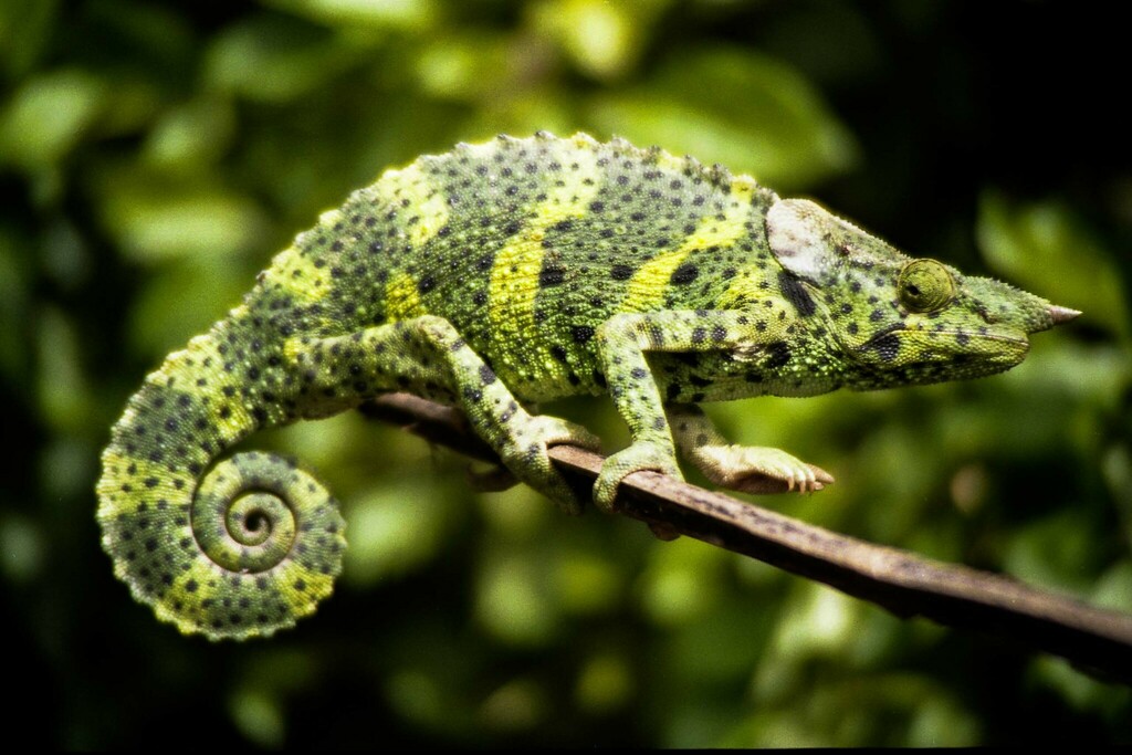 Meller's Chameleon (Trioceros melleri), photograph