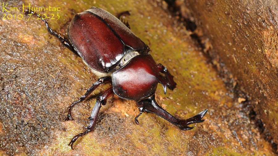 Japanese rhinoceros beetle (Trypoxylus dichotomus), photographed in the wild