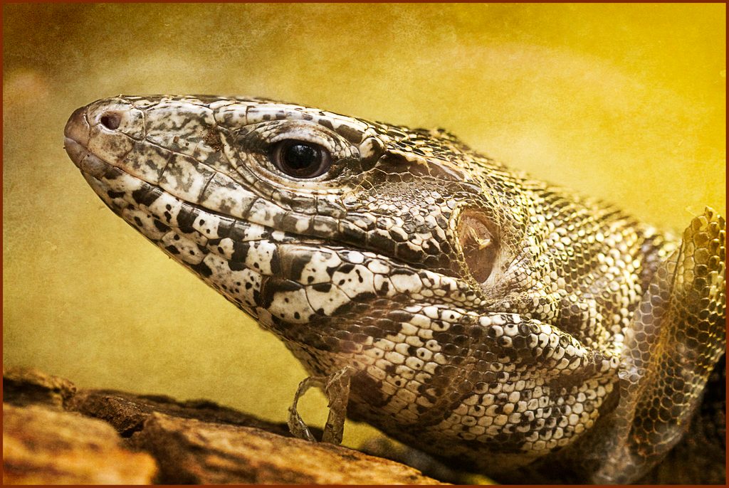 Tegu (Tupinambis teguixin), photographed in the wild