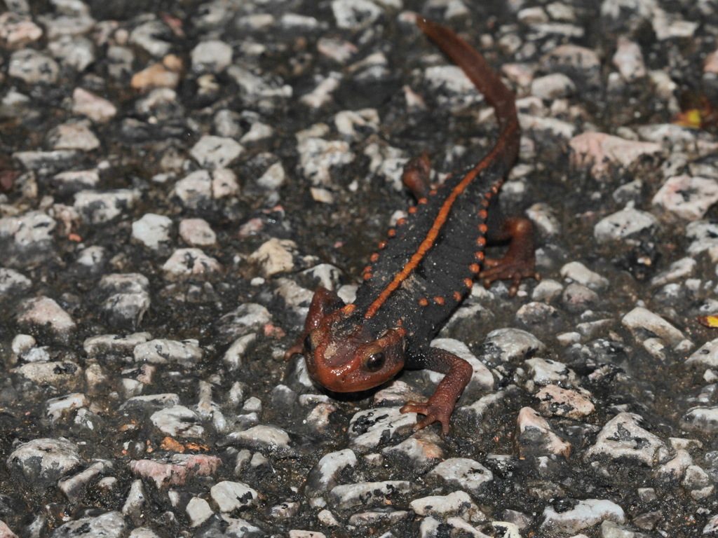 Himalayan salamander (Tylototriton verrucosus), photograph
