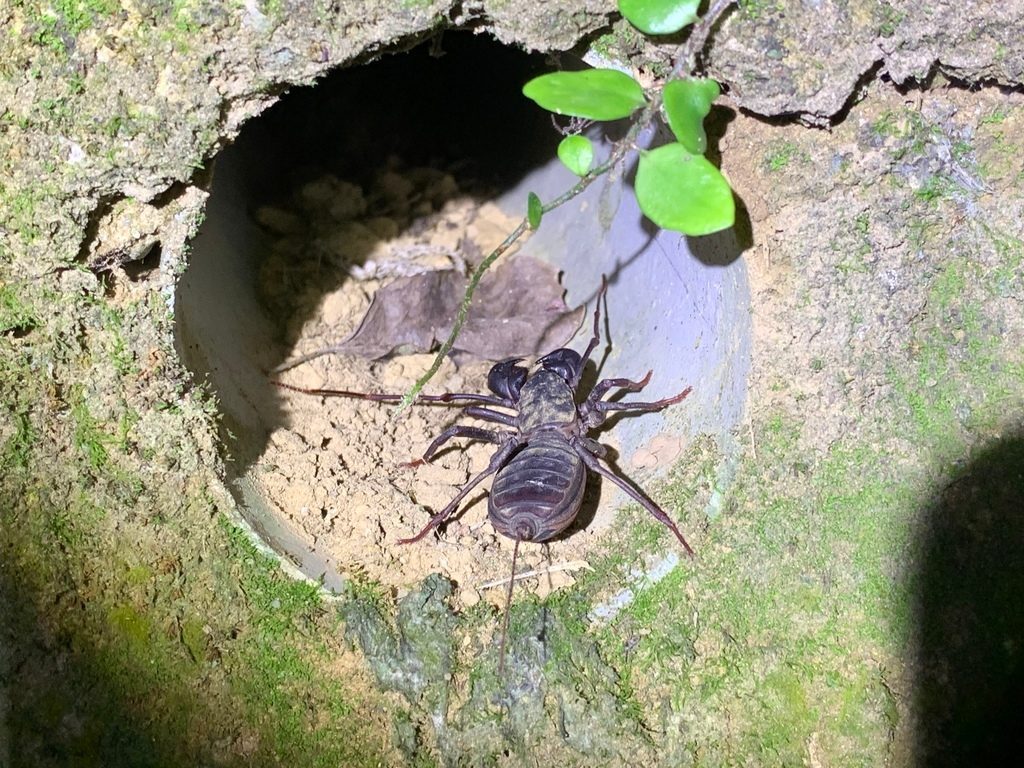 Typopeltis spp., photographed in the wild