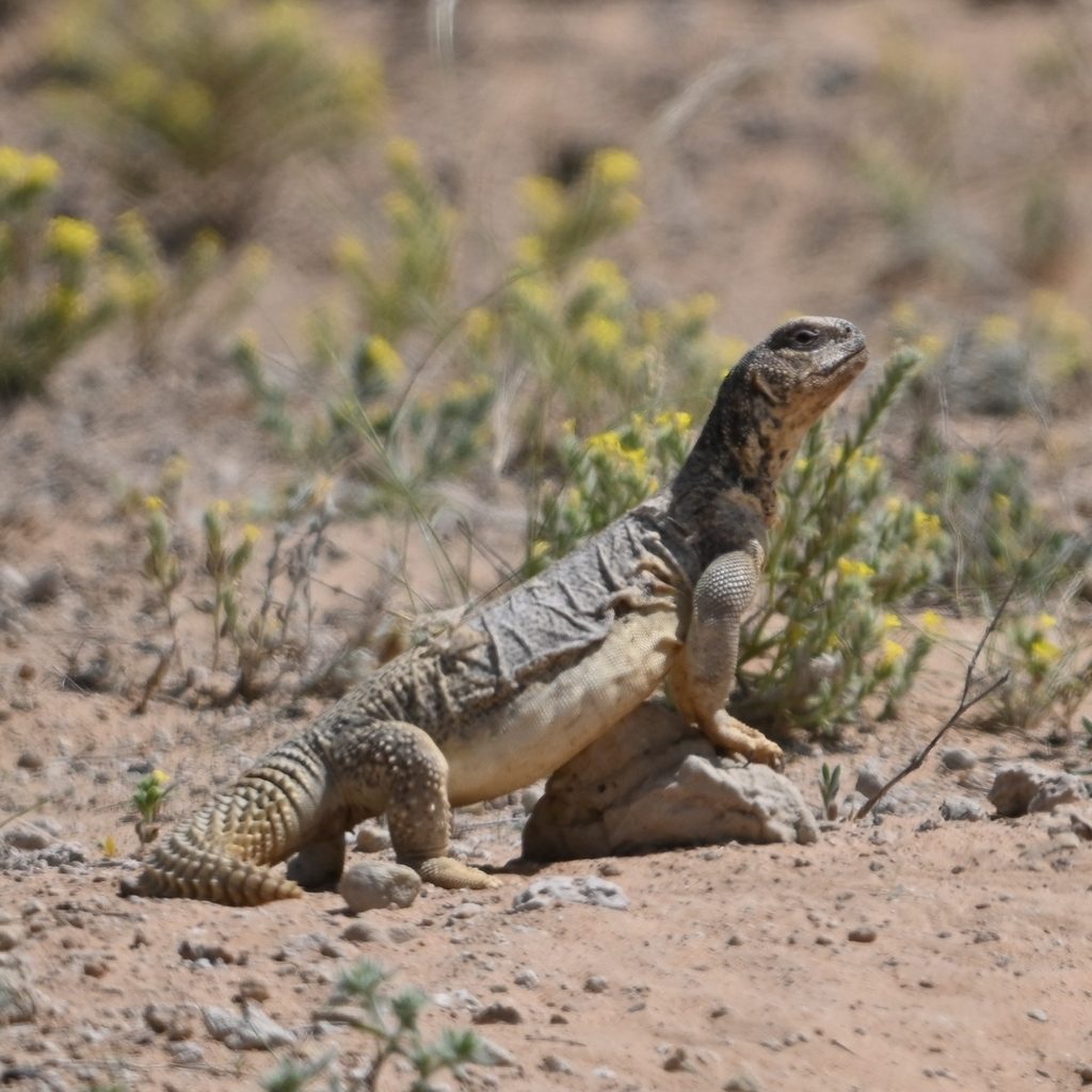 Uromastyx (Uromastyx aegyptia), photograph