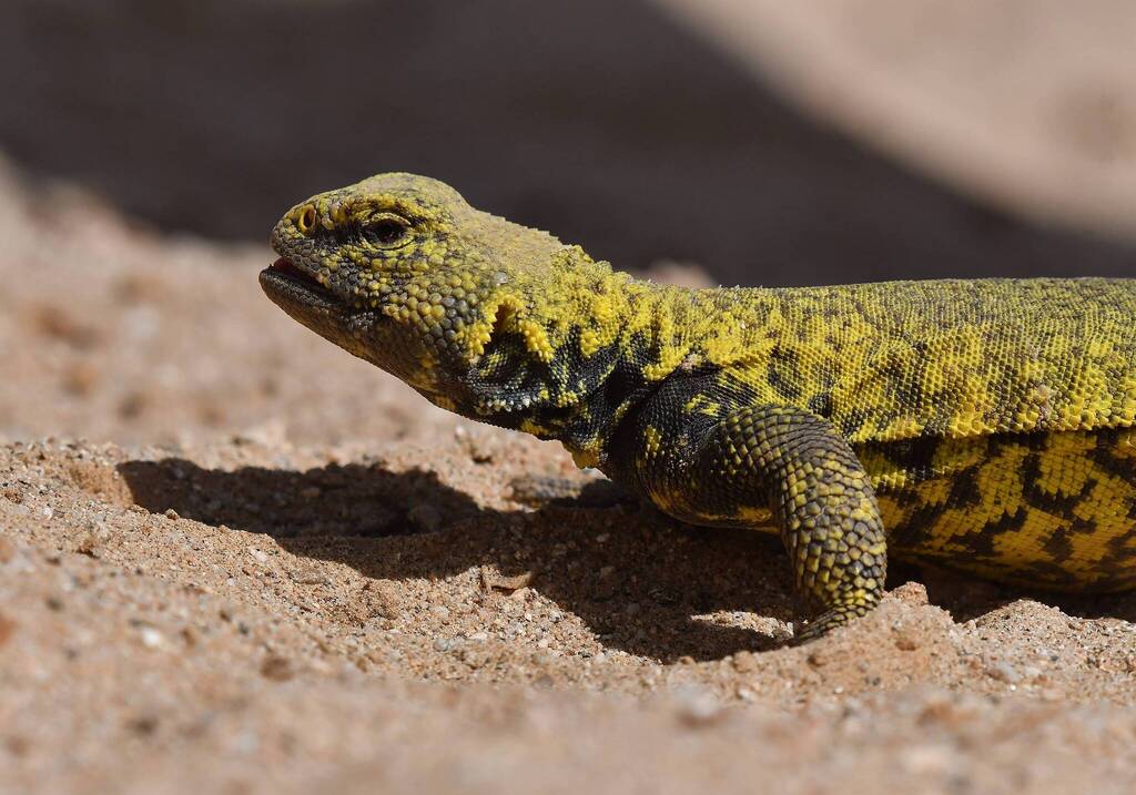 Uromastyx (Uromastyx geyri), photograph