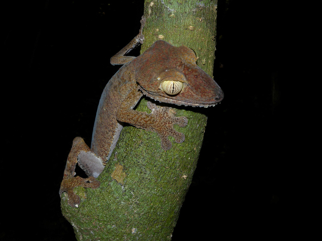 Leaf-tailed Gecko (Uroplatus fimbriatus), photographed in the wild