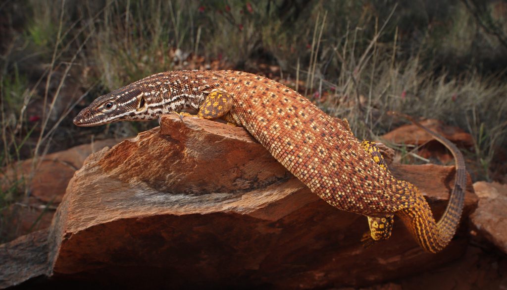 Ackie Monitor (Varanus acanthurus), photographed in the wild