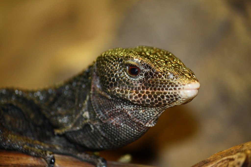 Black tree (Varanus beccarii), photographed in the wild