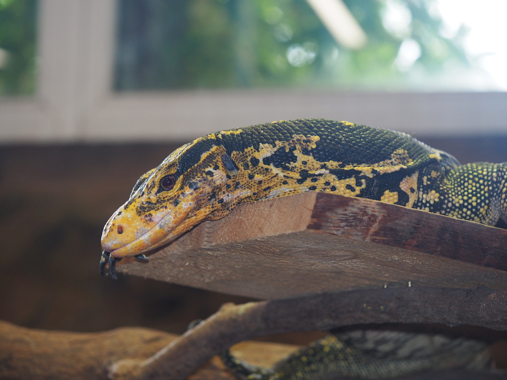Cumingi (Varanus cumingi), photographed in the wild