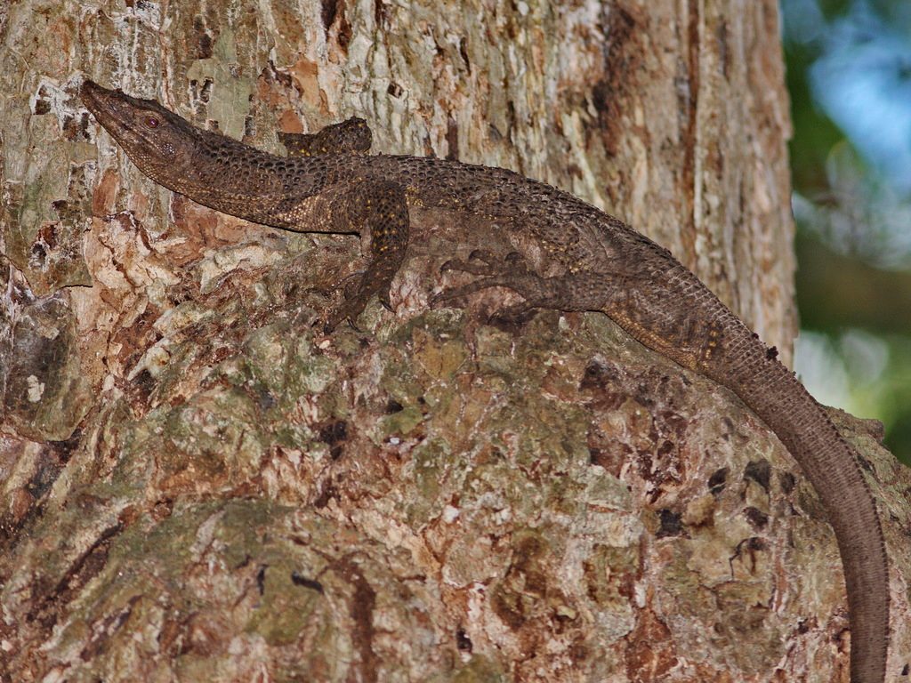 Dumeril's Monitor (Varanus dumerilii), photographed in the wild