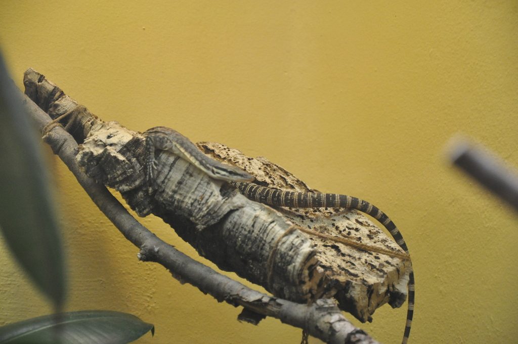 Kimberley rock (Varanus glauerti), photograph