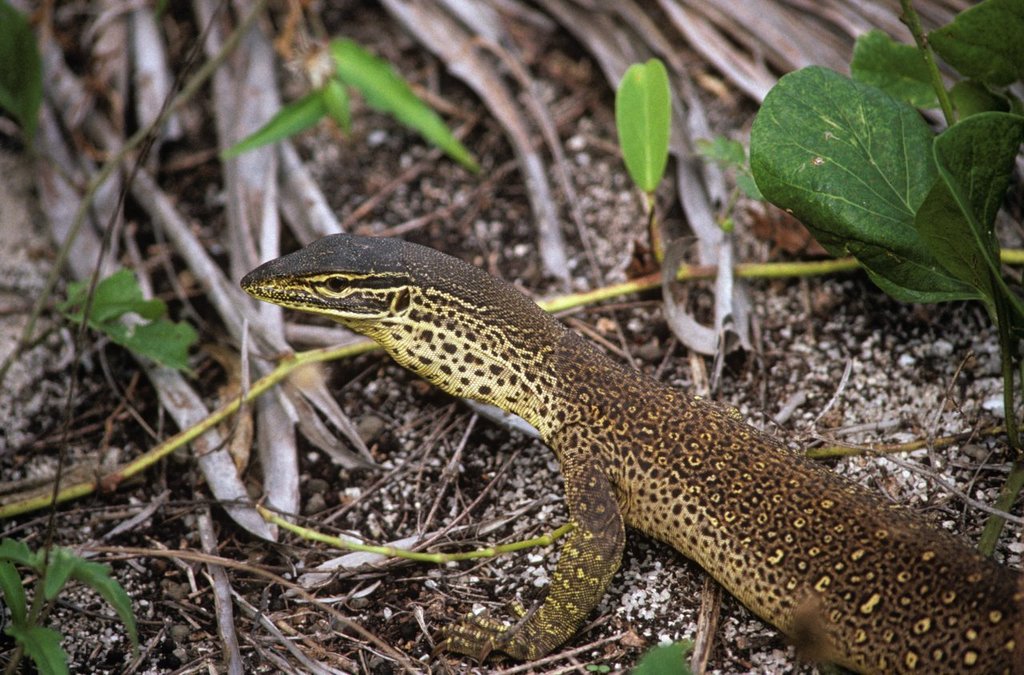 Argus (Varanus panoptes), photographed in the wild