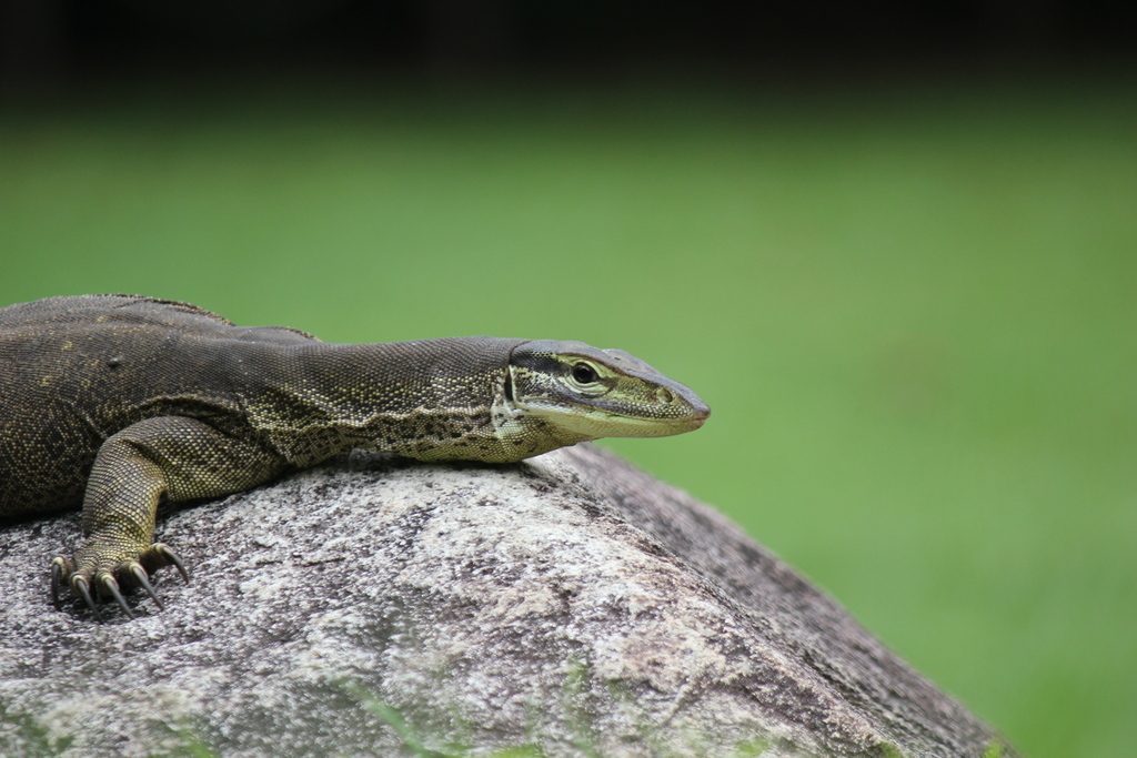 Argus (Varanus panoptes), photograph