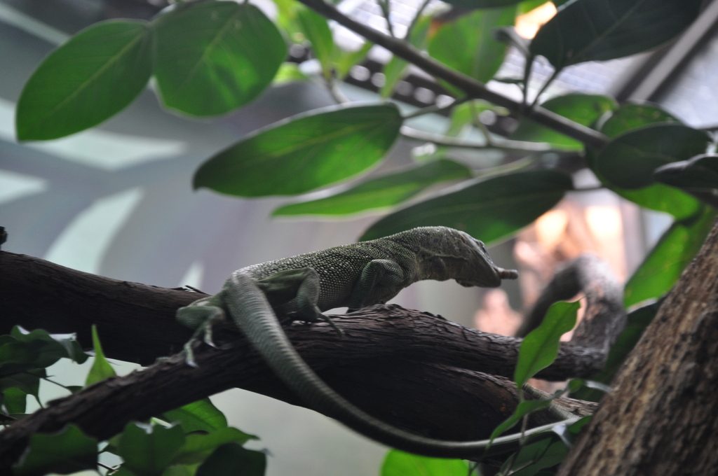Emerald tree monitor (Varanus prasinus), photograph