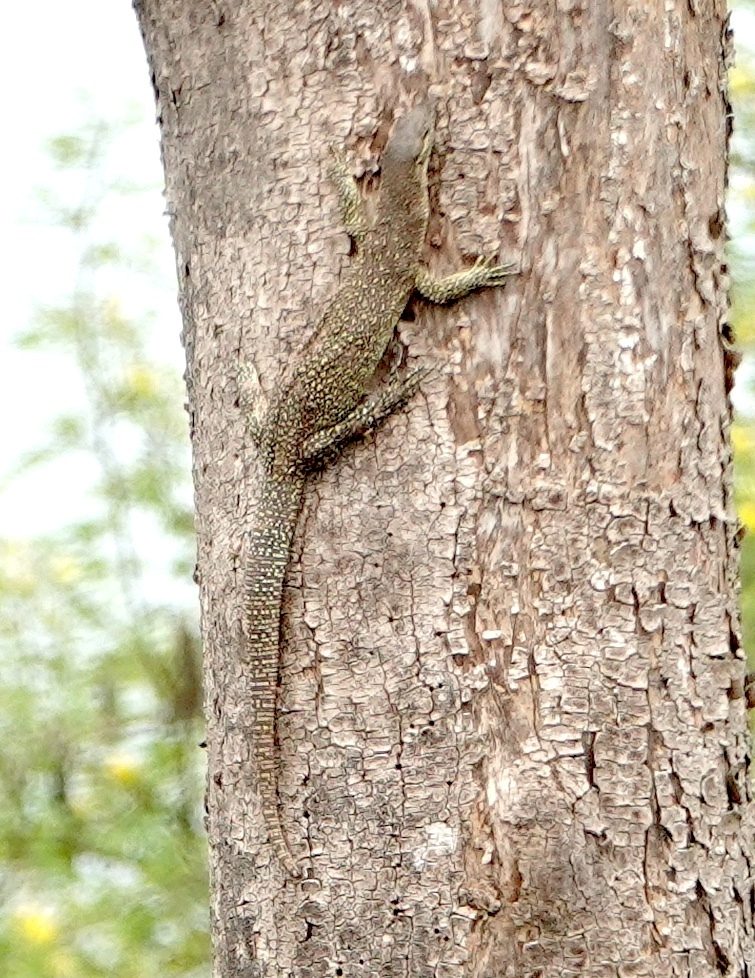 Timor Monitor (Varanus timorensis), photographed in the wild