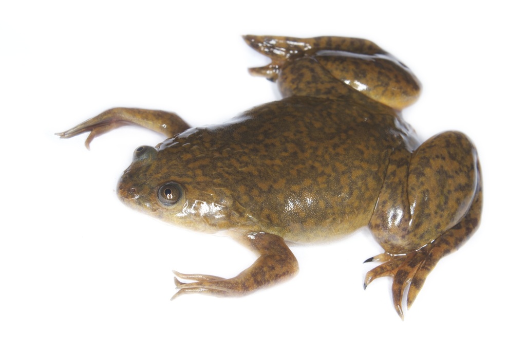 African Clawed Frog (Xenopus laevis), photographed in the wild