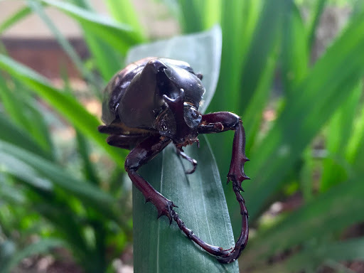 Siamese rhinoceros / fighting beetle (Xylotrupes gideon), photographed in the wild