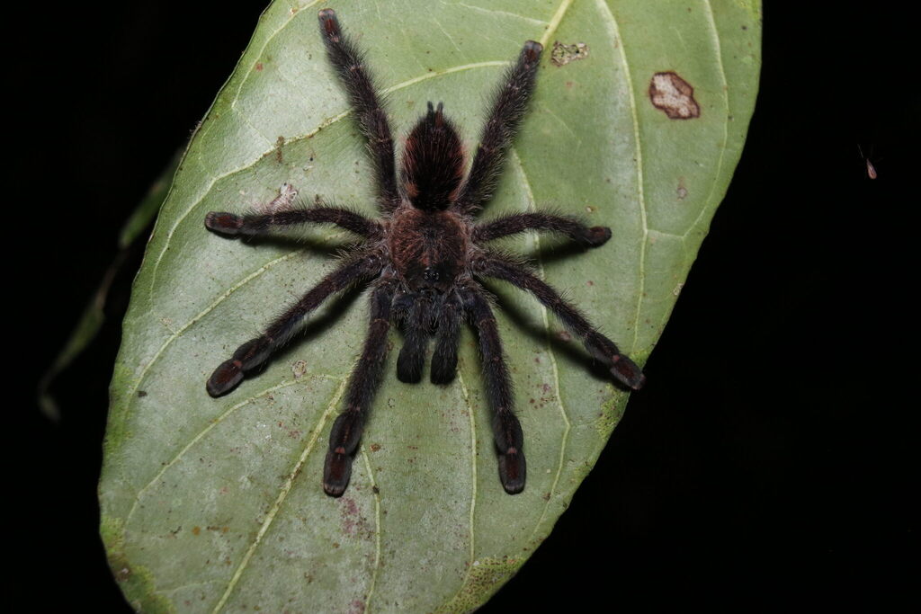 Amazon Sapphire Pinktoe (Ybyrapora diversipes), photographed in the wild