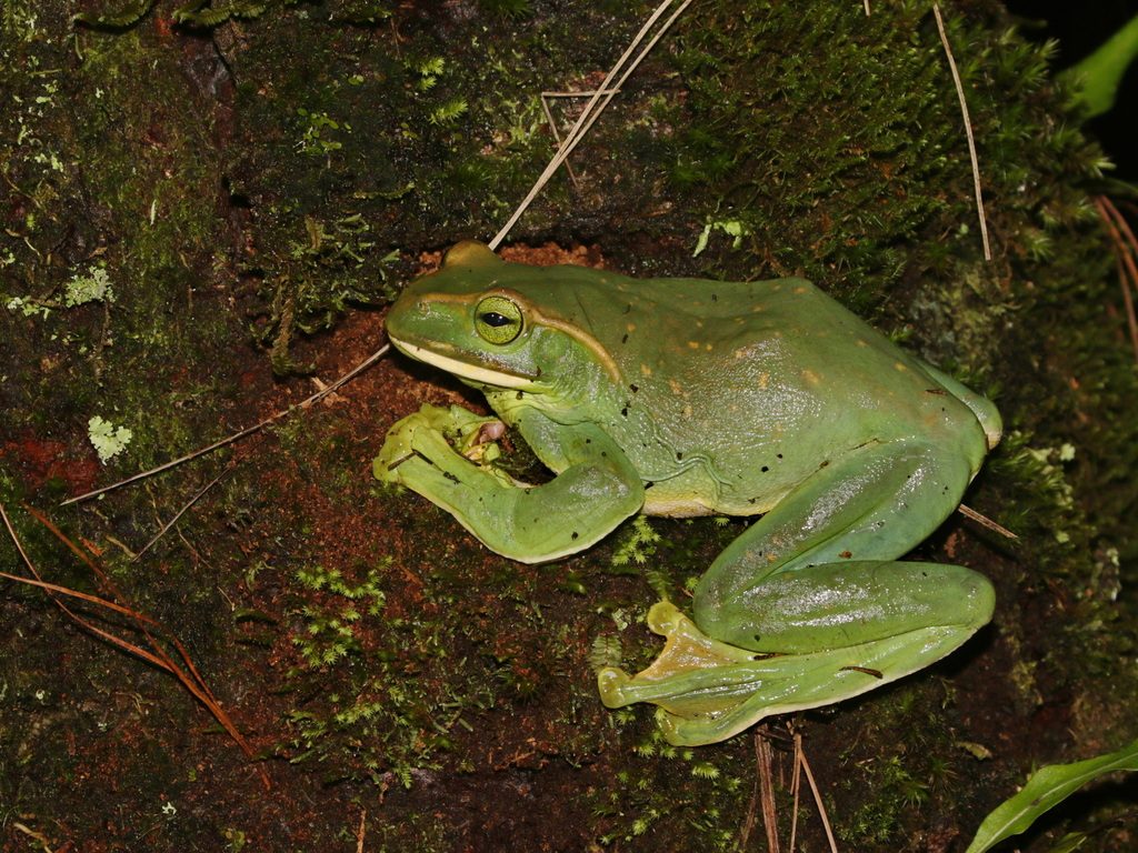 Fea's Flying Tree Frog (Zhangixalus feae), photographed in the wild